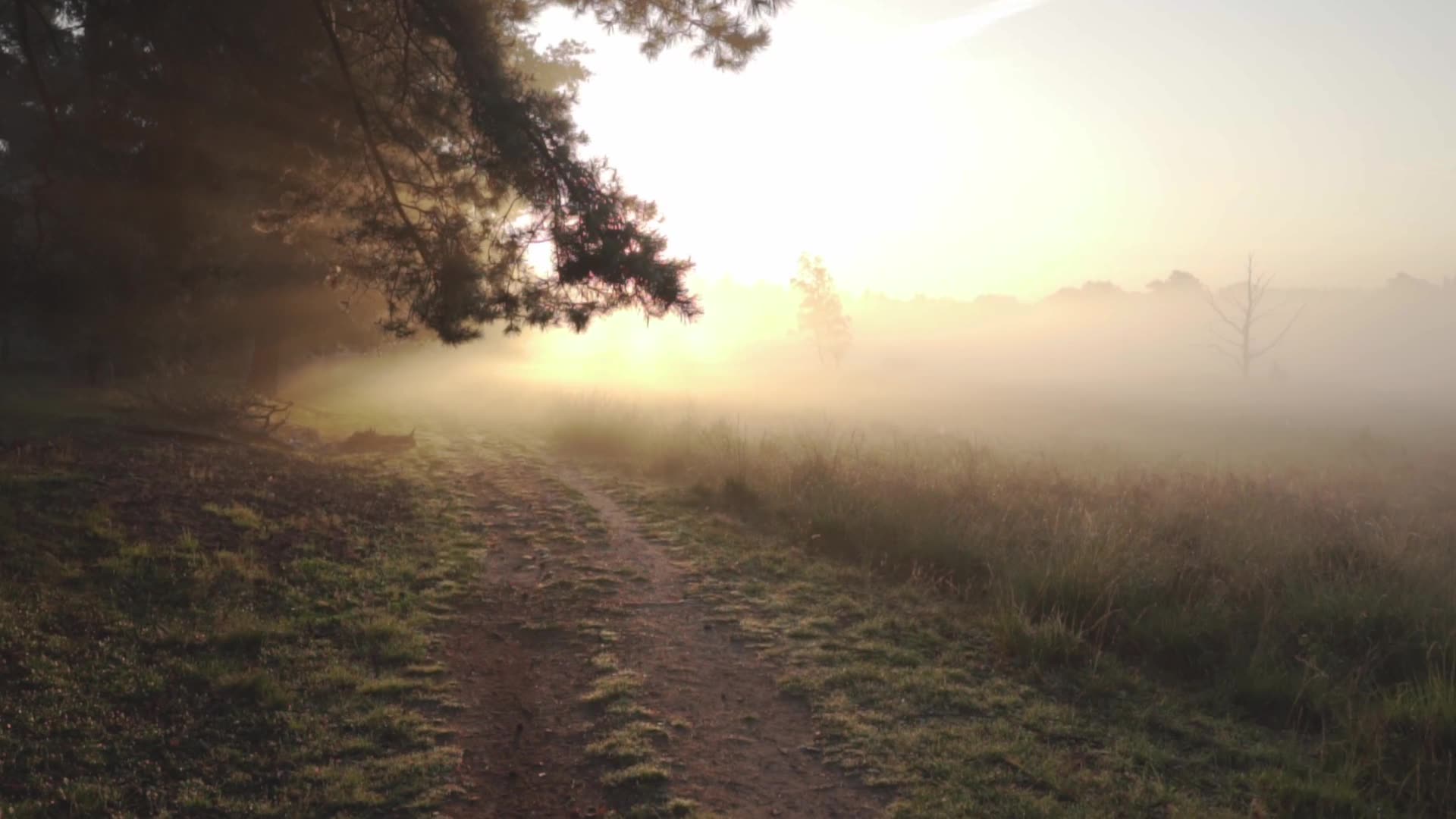 A grass path leading into morning mist